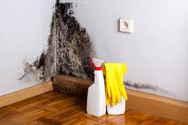 Best Emergency Mold Remediation in Red Bank, NJ